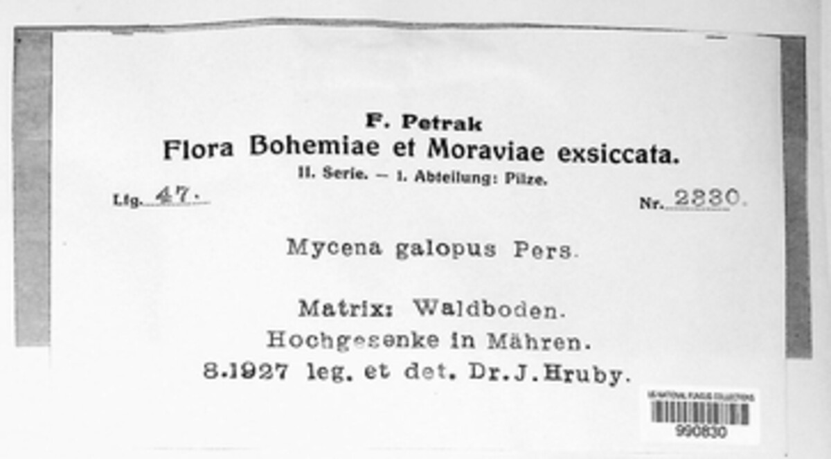 Mycena galopus image